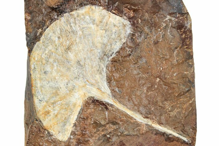 Fossil Ginkgo Leaf From North Dakota - Paleocene #262470